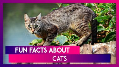 International Cat Day 2020: Interesting Facts About These Felines That You May Not Know