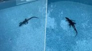 Alabama Man Wakes up to Find an Alligator Chilling in His Pool, Watch Viral Video!