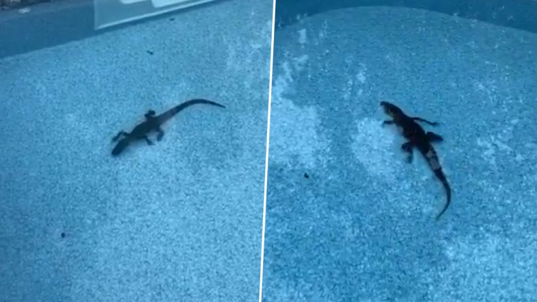 Alabama Man Wakes up to Find an Alligator Chilling in His Pool, Watch Viral Video!