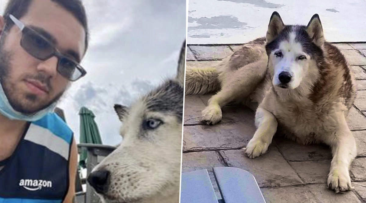 Viral News Amazon Delivery Guy Saves Old Husky Dog From Drowning in Pool, Owner Writes Letter