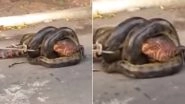 Terrifying! Video of Anaconda Swallowing Huge Alligator As Locals Intervene to Save The Gator From Deadly Snake in Brazil is Not For The Faint-Hearted