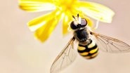 World Bee Day 2021 Date and Theme: Know History and Significance of The Day Acknowledging Role of Bees and Other Pollinators in Our Food System