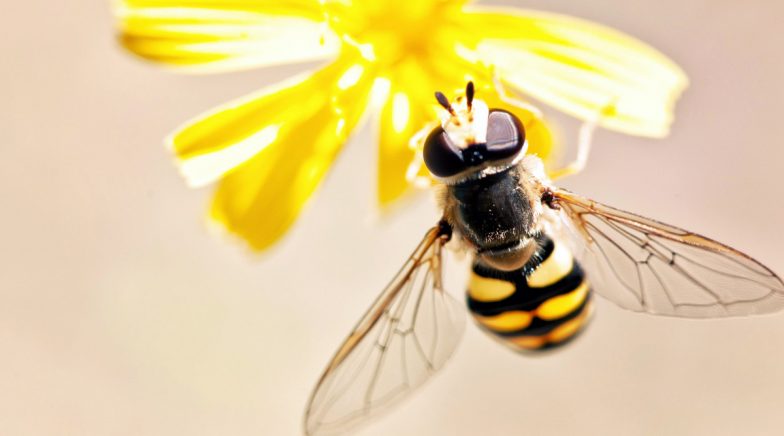 Killer Asian Hornets and 200 Billon Angry ‘Drunk’ German Wasps Invade UK During Summer (See Pics)