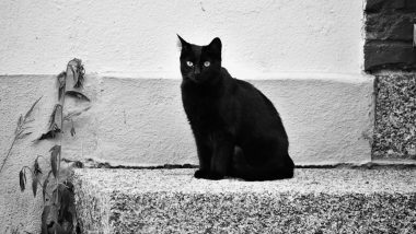 Black Cat Appreciation Day 2020: Stunning Pictures of Black Felines Convey a Mysterious Vibe