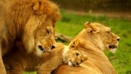 Chennai Super Kings Share Adorable Lion Family Picture With Felida Leone and Duraisimba on World Lion Day 2020 (View Post)
