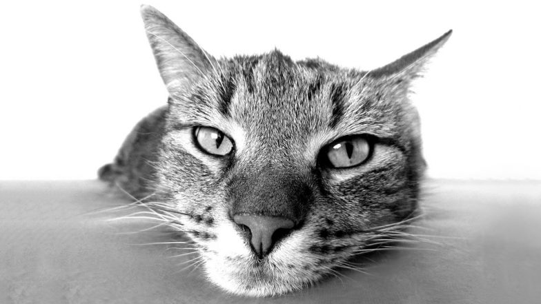 Cats in Dreams Explained: Know The Meaning and Interpretation of Seeing Cats in Your Sleep