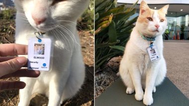 Stray Cat Elwood Gets Hired as Security Guard in Australia's Epworth Hospital After Roaming Outside For a Year (See Pics)