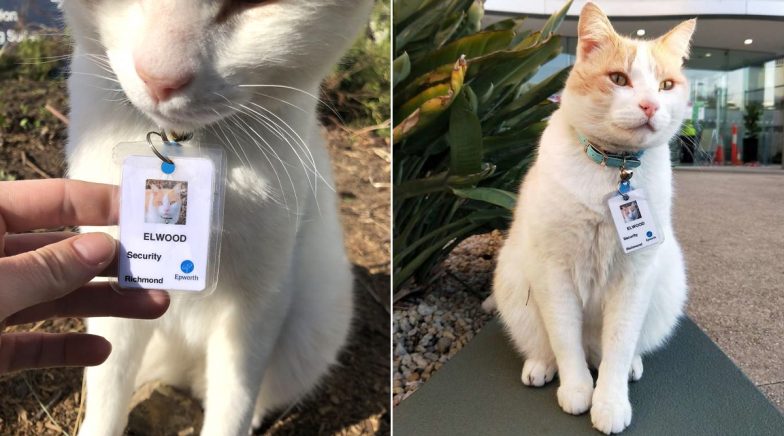 Stray Cat Elwood Gets Hired as Security Guard in Australia's Epworth Hospital (Check Purrfect Pics)