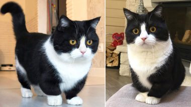 Cat With 4-Inch Legs, Manchester, is A Hit on Instagram and We Have Added This Ridiculously Adorable Tuxedo Cat to Our List of Favourite Animals on Internet (View Pics & Videos)