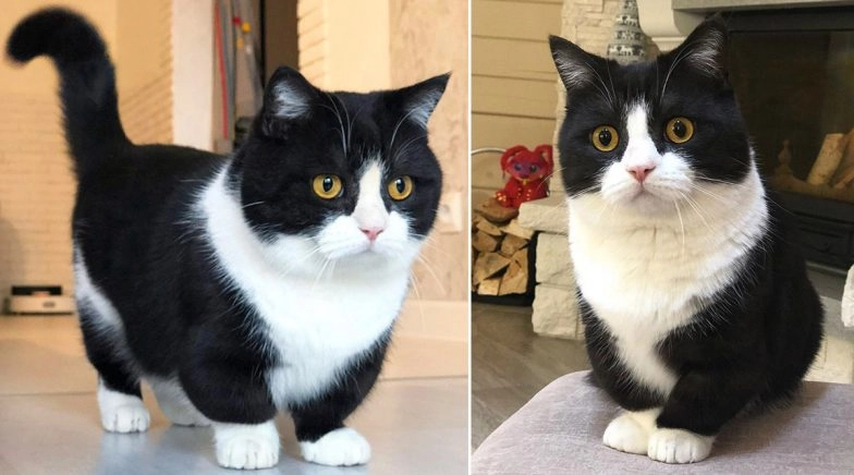 Cat Manchester Becomes Popular on Instagram For His Tiny Little Legs (See Pictures And Videos)