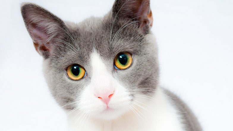 International Cat Day 2020: 12 A-Mew-Sing Facts About The Felines That Every Cat Lover Should Know