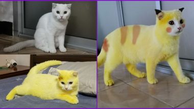Thailand Woman's Cat Looks Like Pikachu After Accidentally Dyeing in Turmeric For Treating Infection (Check Funny Yet Cute Pics)