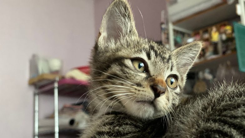 International Cat Day 2020: Twitterati Share Purrfect Pictures And Videos of Cats Celebrating Their Pets
