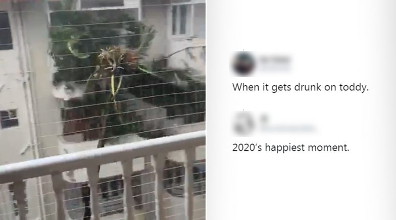 Viral Video of Coconut Tree Dangerously Swaying Due to Strong Winds Has Got Funny Reactions 