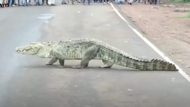 10-Foot-Long Crocodile Crosses Shivpuri Highway in Madhya Pradesh, Brings Traffic to a Halt (Watch Video)