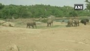 Baby Elephant Born in Bengaluru, Elephant Population at Bengaluru Bannerghatta Biological Park Rises to 25