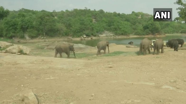 Baby Elephant Born in Bengaluru, Elephant Population at Bengaluru Bannerghatta Biological Park Rises to 25