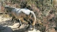 Himachal Pradesh Govt Rearing Endangered Species of Chamurthi Horses Also Known As &lsquo;Ship of the Cold Desert&rsquo;
