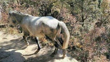 Himachal Pradesh Govt Rearing Endangered Species of Chamurthi Horses Also Known As ‘Ship of the Cold Desert’