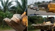 Giant 14-Foot Crocodile Beheaded by Villagers in Indonesia For Being a 'Demon!' (Watch Heartbreaking Video)