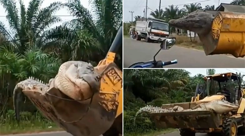 Giant 14-Foot Crocodile Beheaded by Villagers in Indonesia For Being a 'Demon!'