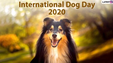 International Dog Day 2020 Images, HD Wallpapers & Wishes for Free Download Online: Cute Dog Photos, Facebook Greetings, GIFs and Quotes to Send to Dog Parents