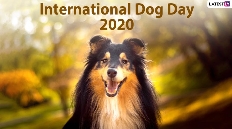 International Dog Day 2020 Images Hd Wallpapers Wishes For Free Download Online Cute Dog Photos Facebook Greetings Gifs And Quotes To Send To Dog Parents Latestly