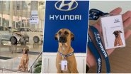 True 'Pawfessional!' Dog Becomes Part of Hyundai Team After Regularly Sitting Outside The Showroom, Netizens Envy Him For Having a Job After Pics Go Viral