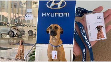 True 'Pawfessional!' Dog Becomes Part of Hyundai Team After Regularly Sitting Outside The Showroom, Netizens Envy Him For Having a Job After Pics Go Viral