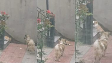 Pet Dog Treats Pale Stray Cat With Home-Cooked Food! Kind Canine's Heart-Warming Gesture Will Make You Say 'Good Boi' (Watch Video)