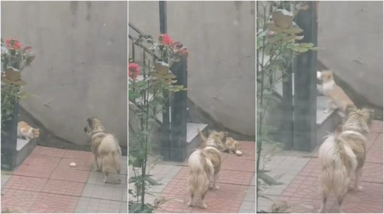 Pet Dog Gets Food for Pale Stray Cat From Home! Kind Canine’s Gesture Earns Praises on Social Media