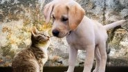 International Dog Day 2020 Special: 7 Reasons Why (Loyal) Dogs Make Better Pets Than (Mean) Cats