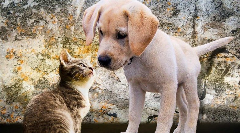 International Dog Day 2020 Special: 7 Reasons Why (Loyal) Dogs Make Better Pets Than (Mean) Cats