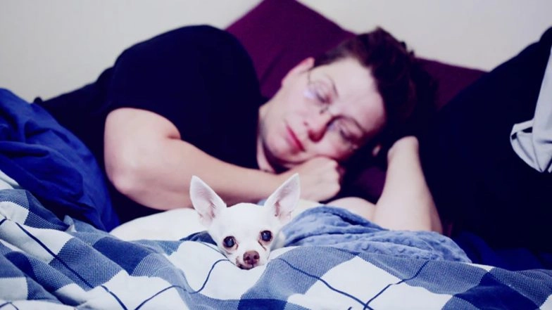 Dogs in Dreams? Know the Meaning And Different Interpretations of Seeing Canines in Sleep