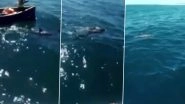 Heart-Rending! Dolphin Tries to Save Its Baby From Oil Spill in Mauritius Lagoon, Both Die in the End (Watch Video)