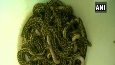 Russell's Viper Snake Gives Birth to 35 Snakelets in Coimbatore Zoo (See Picture)