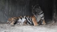Tigress 'Sheela' Gives Birth to 3 Cubs in Siliguri's Bengal Safari Park