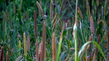 Tamil Nadu Farmer Keeps Half-Acre of Land to Grow Food for Hundreds of Wild Birds