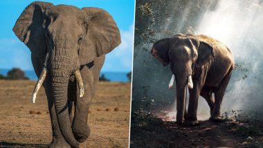 World Elephant Day 2020: From Hwange National Park in Zimbabwe to Periyar National Park in India, 5 Places to See Elephants Across the World