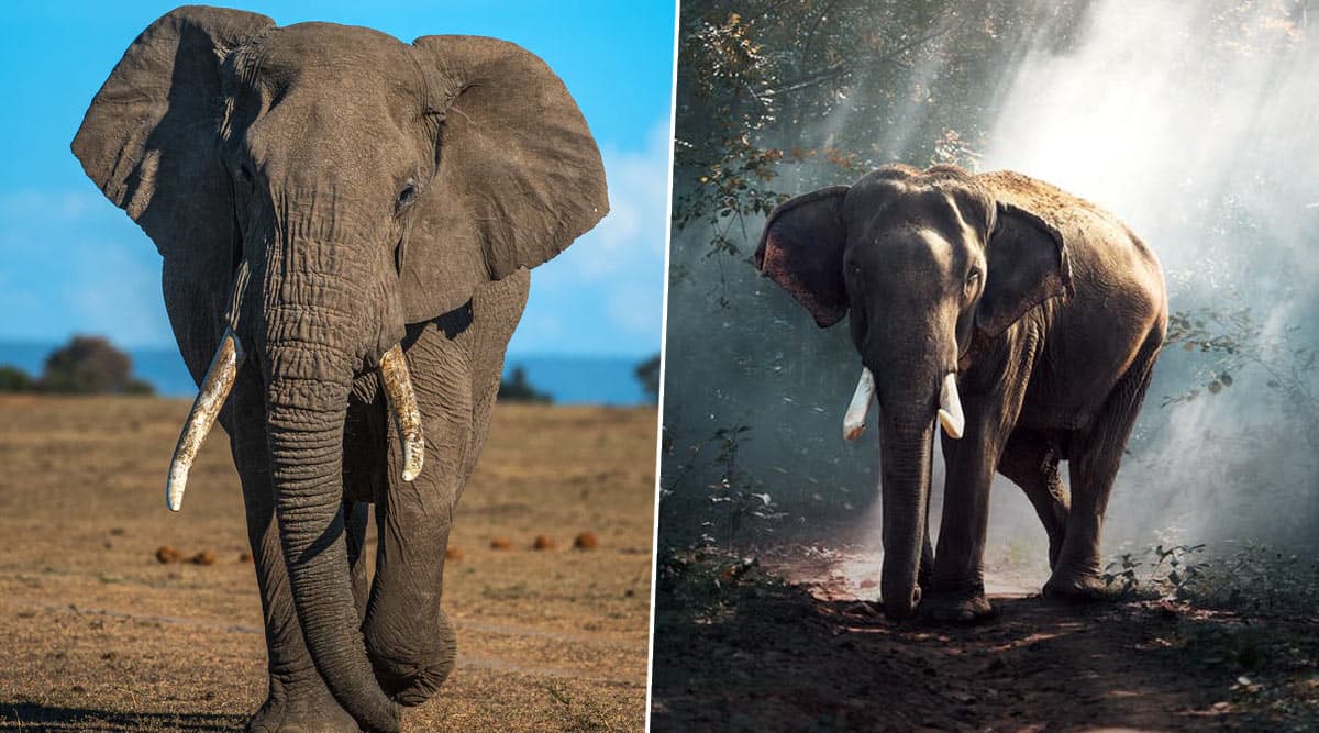 Travel News | World Elephant Day 2020: From Zimbabwe to India, 5 Places