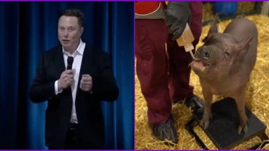 Cyborg Pig! Elon Musk's Neuralink Unveils Chip-Like Device in Pig's Brain, Watch Demo Video That Records Signals Connected to Her Snout