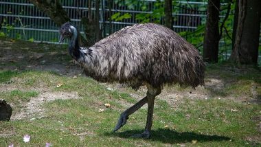 Scared Emu on The Run Refuses to go Home! Pet Bird Named Ethel Evades Authorities in South Yorkshire, Owner Makes Plea to Help Her Get Back Home!