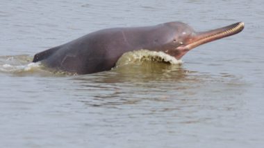 Did You Know, Ganges River Dolphins Are Blind? Know Facts About India's National Aquatic Animal And Where to Spot Various Species of Endangered Beings in India