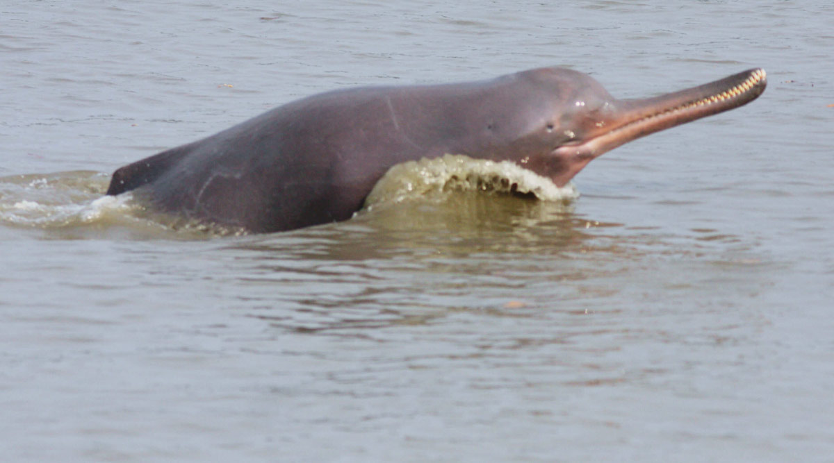 Bengal to get India's first dolphin reserve