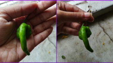 Woman Finds Ganpati Bappa in Shape of a Green Chilly Just in Time of Ganeshotsav 2020, Beautiful Pics Remind us of 'Dhundne Se Bhagwaan Bhi Milta Hai' Phrase