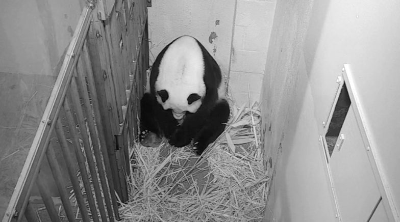 Giant Panda Mei Xiang Gives Birth to Cub at Smithsonian National Zoo in Washington