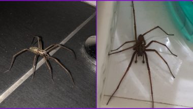 Giant 'Hand-Sized' House Spiders Are Invading UK Homes in Search of Sex As Mating Season Begins (View Pics)