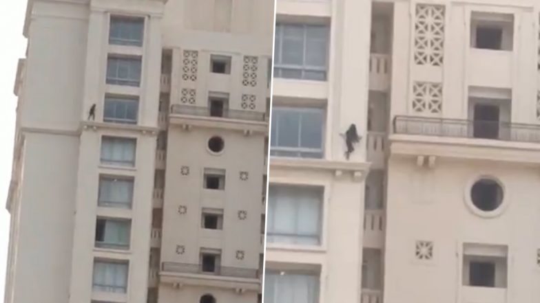 Twitterati Complains to Thane Police After Unverified Video of a Girl Walking Dangerously on 'Hiranandani Estate' Building's Outer Wall Goes Viral