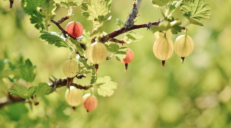 Kerala Boy Files Complaint About His Missing Gooseberry Tree, Police Gifts Him 9 New Saplings