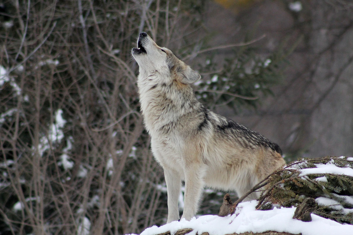 International Wolf Day 2020 Special Interesting Facts and Photos of